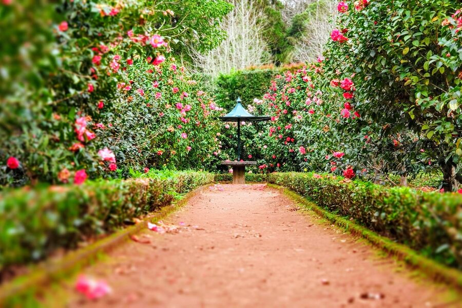 Landscape design and planting installation